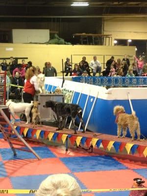 Doggie Circus!