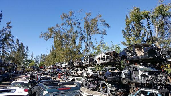 Palmetto Used Auto Yard