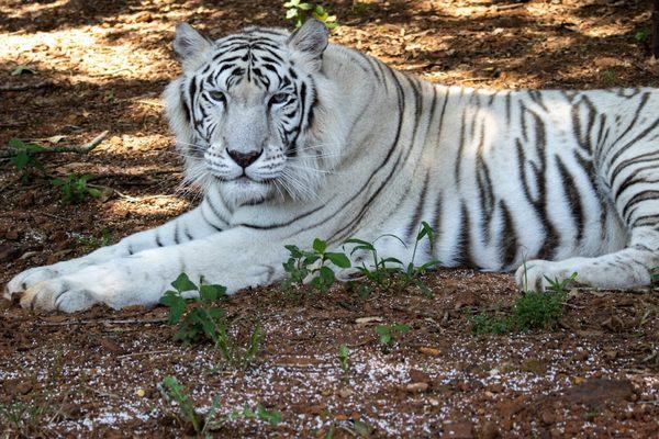 Nischala, female white tiger resting in the shade