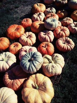 Pumpkins