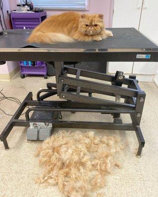 This kitty was definitely due for a good deshedding.