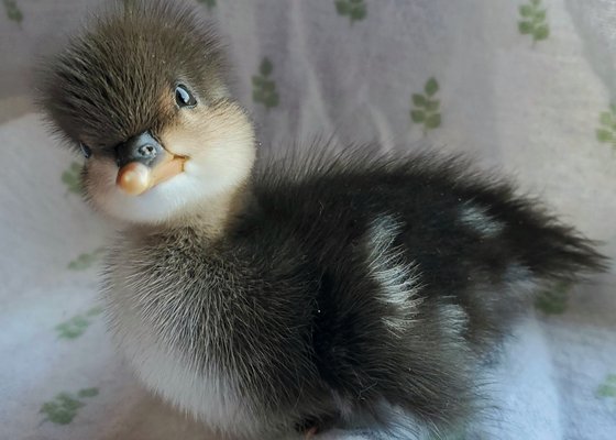 Orphaned Merganser we raised and released