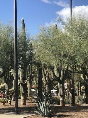 Tmc el dorado Wilmot  ( home tmc seniors resource center) beautiful  majestic saguaro grouping  near entry