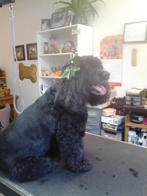 A very happy cocker spaniel