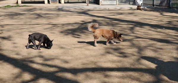 Leo always finds a furry friend to play with