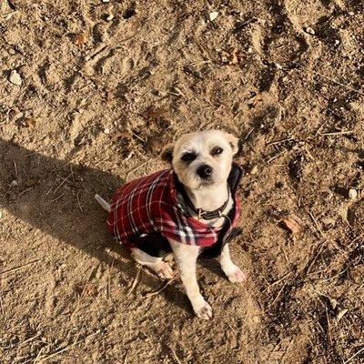 Tucker looking very handsome in his fresh coat and fresh haircut