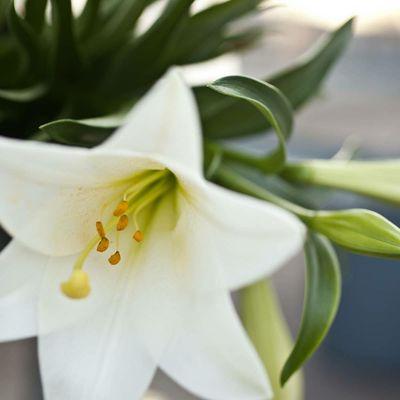 Easter Lilies