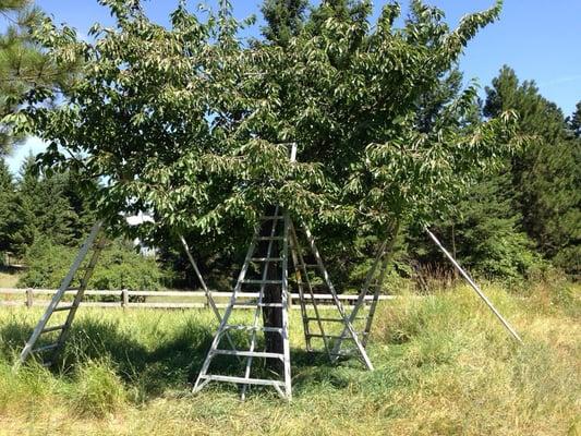 They set up the ladders for you in all the right spots for perfect picking