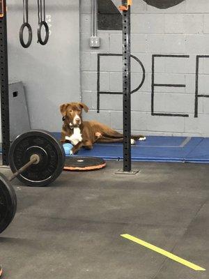 Gym pup, Jax