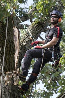 Climbing a tree for removal.