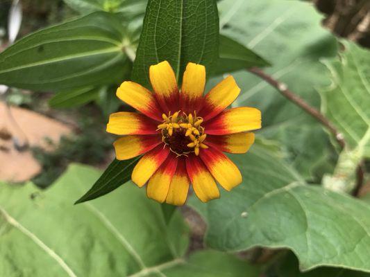 Zinnia Collection 2020