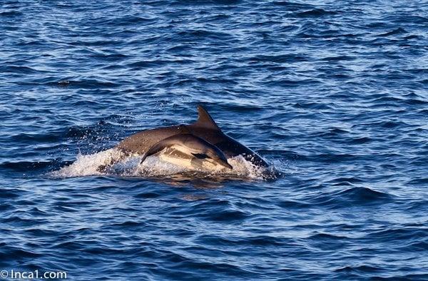 Dolphins in the pacific ocean