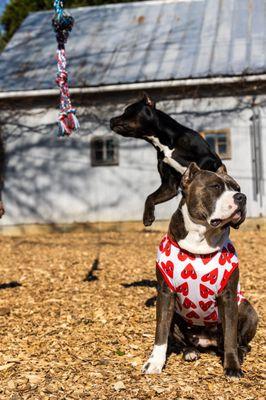 The dogs can jump and play without getting hurt and waste removal is quick and easy and clean.