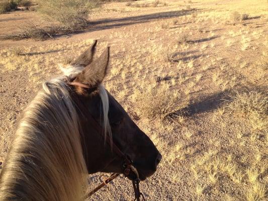 Desert Trails