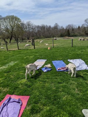 Post goat yoga! So fun