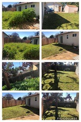 Overgrown yard cleanup