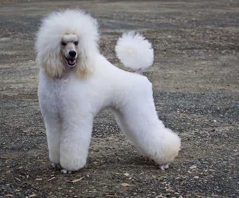 poodle puppy trim