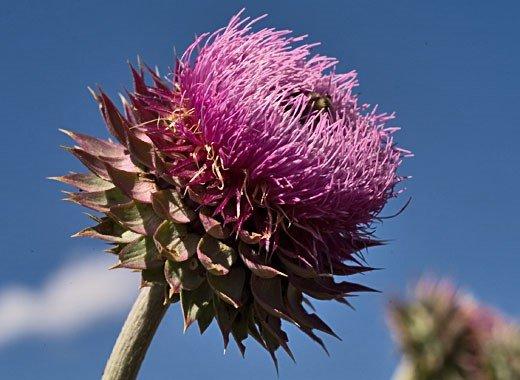 Intermountain Weed Control