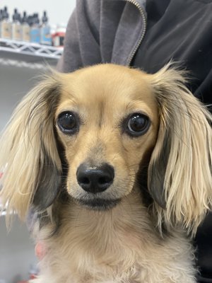 Little Murphy girl looking all diva after her acupuncture for a congenital liver disorder.