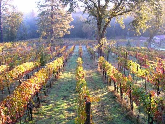 Pinot Noir vines in the Home Vineyard (Old Block)