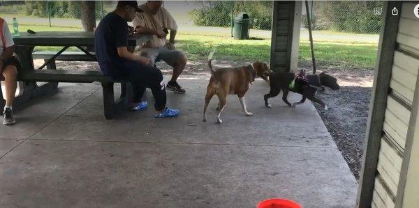 We love the big gazebo with picnic tables inside the Sebastian Bark Park.