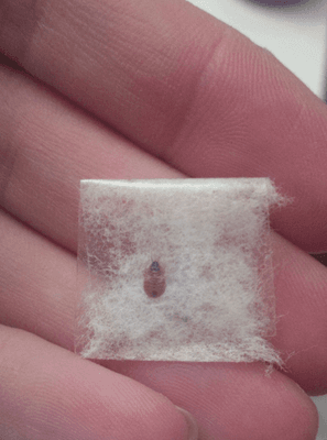 The bus bug I found on the mattress