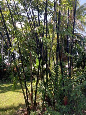 Bamboo Garden