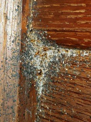 Bedbugs on the bed headboard