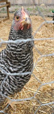 Barred Rock "Rocky"