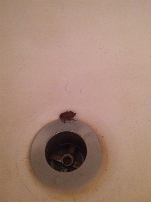 A prospective male Periplaneta americana (American cockroach) in the tub; not an infrequent sight.