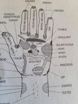 Reflex Points in the hand