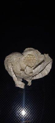 Paper Wasp Nest