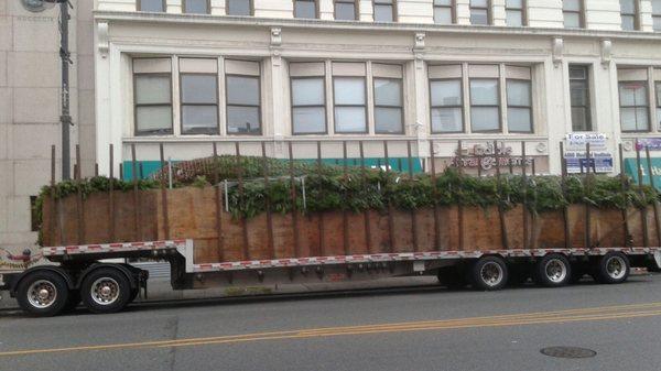 Long truck with the tallest Pine Tree (Christmas Tree)  delivered in front of Paterson City Hall on Nov 6th, 2017