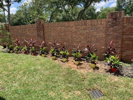 Removed grass and gave a glimpse to the customer on how that plants will look once planted.