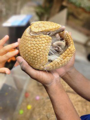 Armadillo