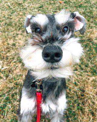 Henry on his walk!