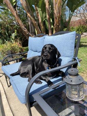 Reggie sunbathing!