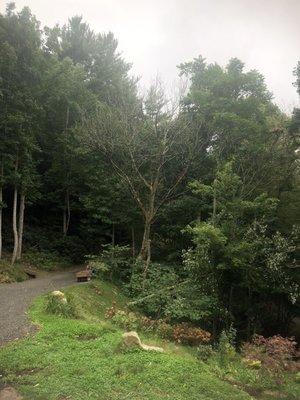 Large dead ash tree