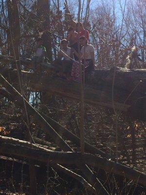 Kids climbing trees down after wind storm