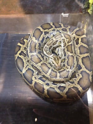 Max! Burmese Python