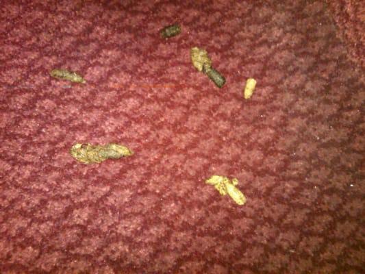 Animal feces which were in my room.  UNbelievable.