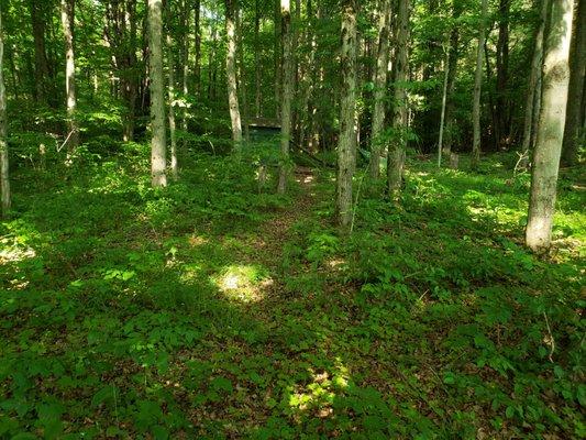 View from the front of our lot, on the fringes of the Danby, NY state forest, and along the Finger Lakes Trail.