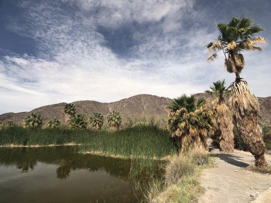 Zzyzx Mineral Springs