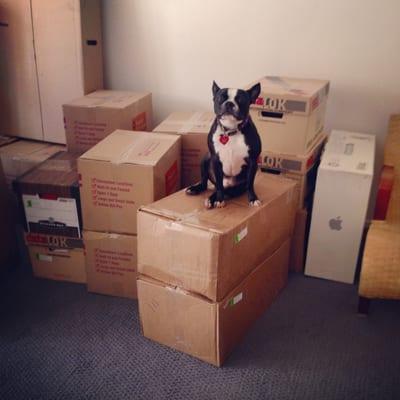 my Boston Terrier, Mr. Bates, immediately jumped on the boxes when Horizon delivered them. That's his box of toys and dog stuff.