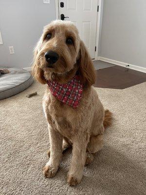 Our Piper after a cut. She always gets a fun bandana or collar-pin