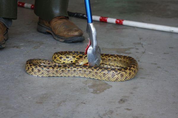 Removal of a gophersnake from a garage