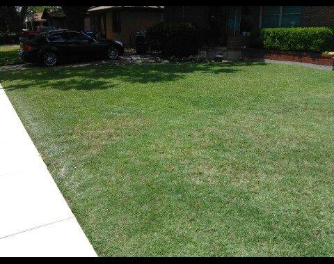 Mow, edged and grass bagged. Carrollton Tx.