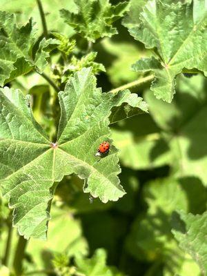 Ladybug