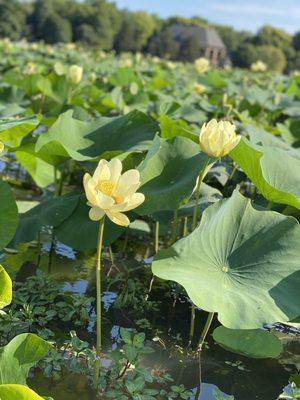 So many beautiful lily pads