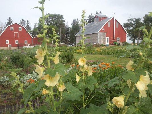 Fantastic flowers and a greenhouse!